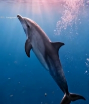  海豚在海底游动画面86#竖屏 	 