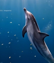  海豚在海底游动的素材1322#竖屏 	 