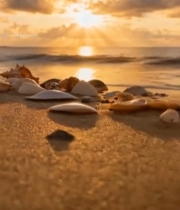  海滩日落贝壳特写素材(1)3155#竖屏 	 
