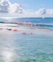  海滩飘落粉色花瓣6207#竖屏 	 