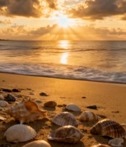  海滩日落贝壳特写素材2143#竖屏 	 