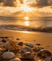  海滩日落贝壳特写素材2143#竖屏 	 