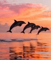  海面日落海豚跃出水面676#竖屏 	 