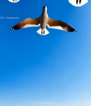  海面上飞翔的海鸥2562#竖屏 	 