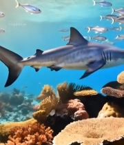  海底鲨鱼与鱼群珊瑚景象2580#竖屏 	 