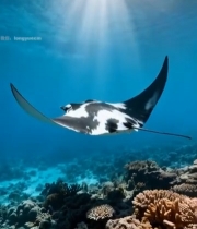  海底蝠鲼游弋5653#竖屏 	 