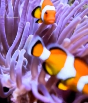  海葵中嬉戏的小丑鱼4455#竖屏 	 