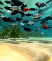  海底鱼群游动景象1165#竖屏 	 