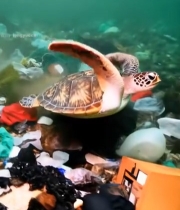  海龟在海洋垃圾中游动7697#竖屏 	 