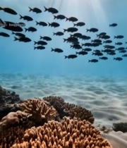  海底鱼群与珊瑚景象(2)7482#竖屏 	 