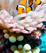  海葵中的小丑鱼特写7354#竖屏 	 