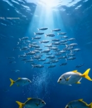  海底鱼群游动素材(1)2066#竖屏 	 