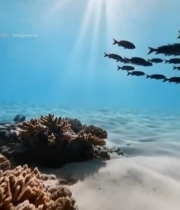  海底鱼群与珊瑚景象(1)7114#竖屏 	 