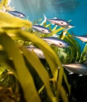  海底鱼群游弋水草间3327#竖屏 	 