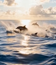  海面海豚跃起的自然景象3985#竖屏 	 