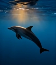  海底阳光中的海豚6852#竖屏 	 