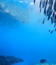  海底鱼群珊瑚景观4640#竖屏 	 