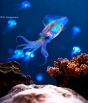  海底乌贼与水母游动画面4239#竖屏 	 