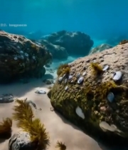  海底阳光照射礁石画面6484#竖屏 	 