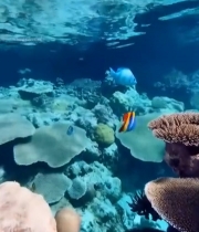  海底珊瑚礁旁的塑料瓶与渔网7529#竖屏 	 