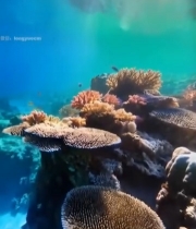  海底珊瑚礁阳光照射景象1298#竖屏 	 