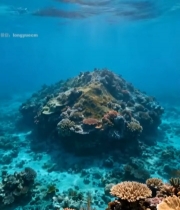  海底珊瑚礁景观7262#竖屏 	 