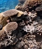  海底珊瑚礁与游动小鱼7834#竖屏 	 