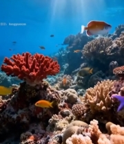  海底珊瑚礁与游动鱼群(1)4718#竖屏 	 