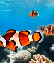  海底珊瑚与小丑鱼画面3357#竖屏 	 