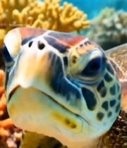  海底海龟与珊瑚特写7211#竖屏 	 