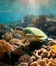  海底海龟与珊瑚鱼群景象1608#竖屏 	 