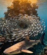  海底鲨鱼与鱼群珊瑚景观1385#竖屏 	 