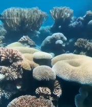  海底粉色海葵与珊瑚2706#竖屏 	 