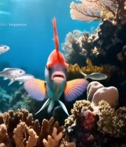  海底多彩鱼类与珊瑚景观2307#竖屏 	 