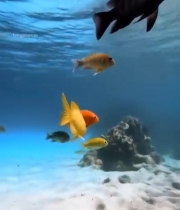  海底多彩鱼群游动画面2535#竖屏 	 