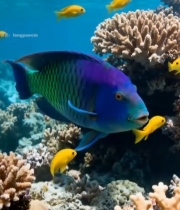  海底彩色鱼群与珊瑚景观5298#竖屏 	 