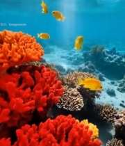  海底多彩珊瑚与游鱼素材1698#竖屏 	 