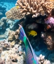  海底彩色鱼群与珊瑚素材850#竖屏 	 