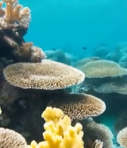  海底多彩珊瑚特写1857#竖屏 	 