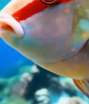  海底彩色鱼类与珊瑚景观6118#竖屏 	 