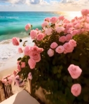  海边沙滩粉色花朵风景2403#竖屏 	 