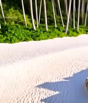  海边沙滩岩石与棕榈树风景5267#竖屏 	 