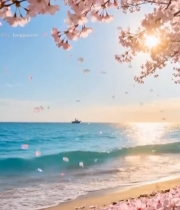  海边樱花飘落自然风光461#竖屏 	 