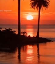  海边日落与棕榈树风景1269#竖屏 	 