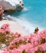  海边粉色花丛与白色礁石景观4179#竖屏 	 