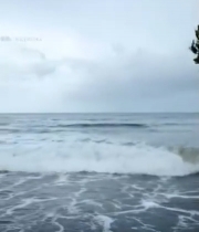  海边红树林与海浪景象4357#竖屏 	 