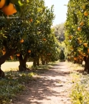  果园中挂在枝头的新鲜橙子2746#竖屏 	 