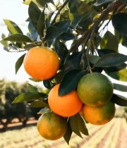  果园枝头挂着的新鲜橙子4705#竖屏 	 