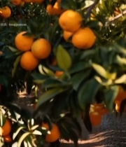  果园橙子果树近景画面1458#竖屏 	 