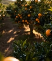  果园里挂满枝头的橙子781#竖屏 	 